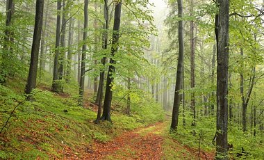 Депутаты встретили закон об охране древних лесов