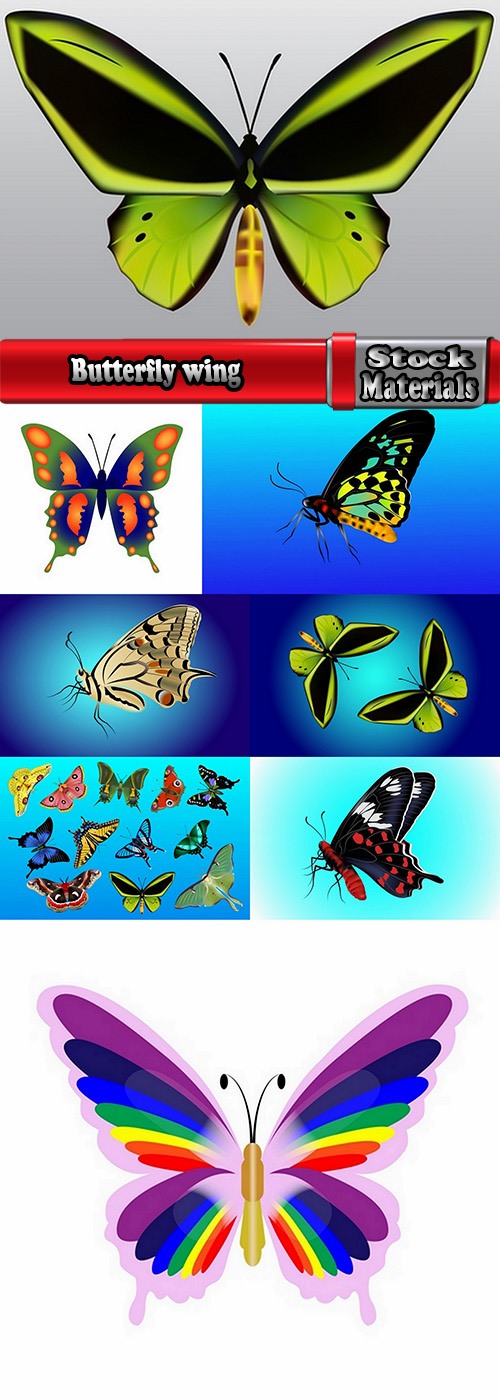 Butterfly wing 8 EPS