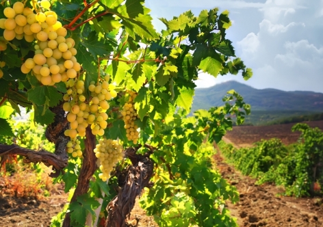 Кубанская бражка вложит биллион в крымские виноградники