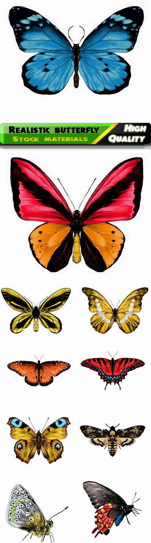 Realistic insects illustration of butterfly and night moth 10 Eps