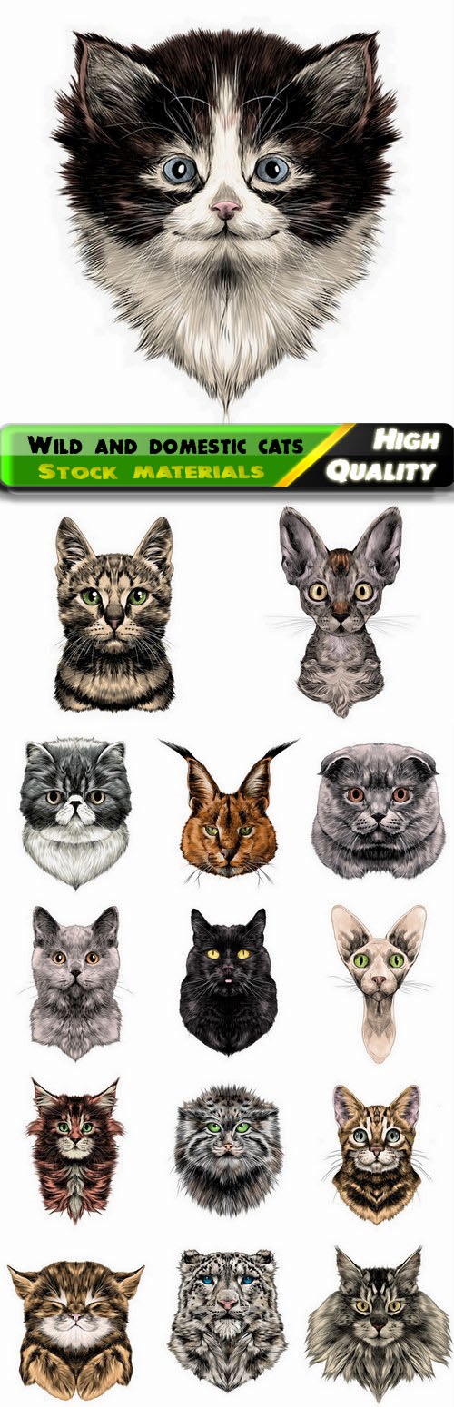Realistic illustration of wild and domestic cat 15 Eps