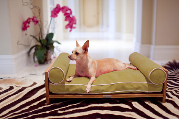 Кто в доме хозяин — элегантная мебель для любимых животных от corey drew и pet lounge studios