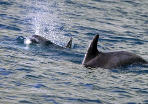 В Крыму на дрожу нашли бездушного дельфина с привязанным кусом бетона