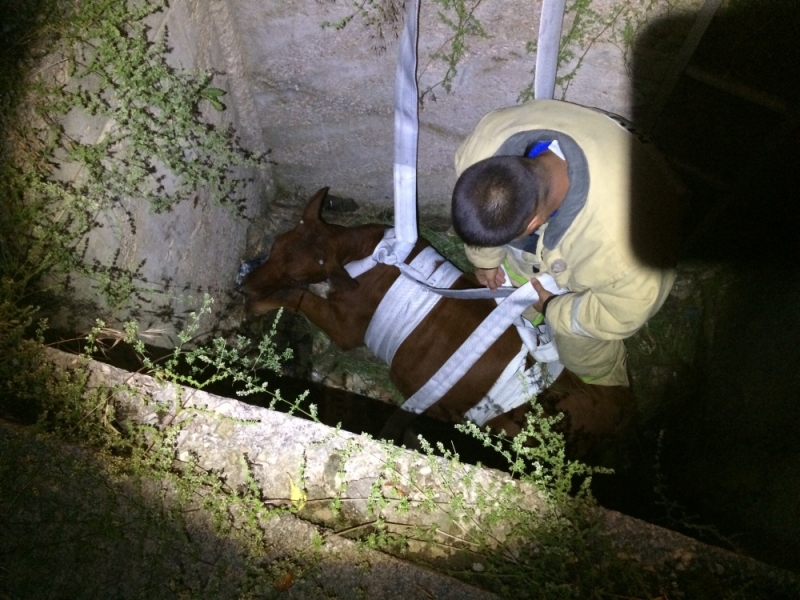 В Крыму телёнок завалился в двухметровую яму [фото]