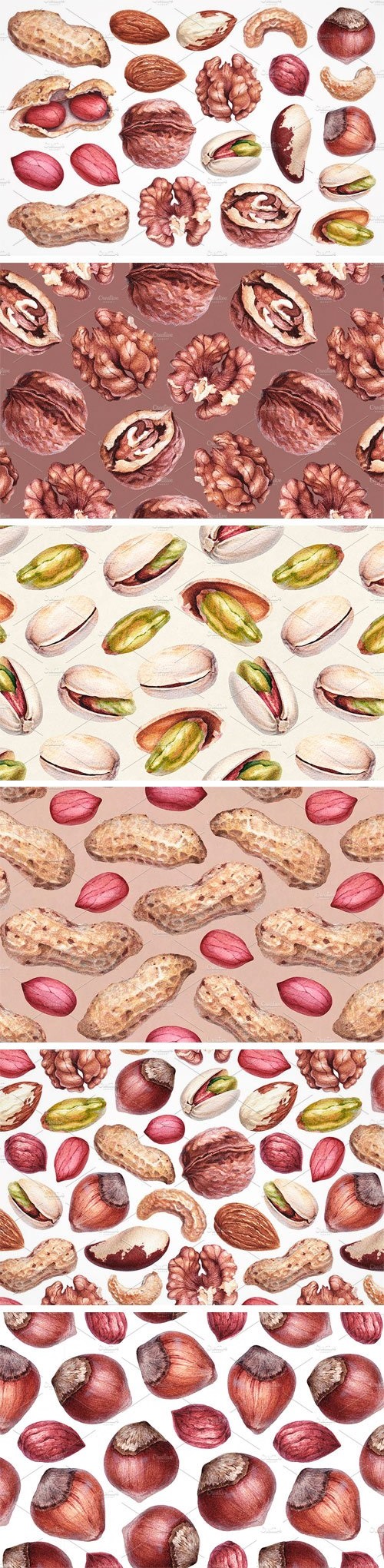 Watercolour Illustrations of Nuts - 1708642