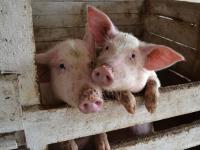 На Харьковщине официально зарегистрирована африканская чума свиней