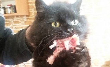 Бранный кот Бублик в АТО отказался отзываться подтибренный кус мяса