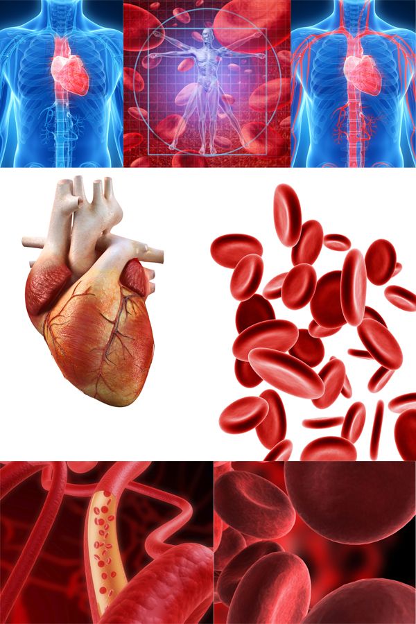 Анатомия человека: Кровеносная система, кровь, сердце (подобрка изображений)