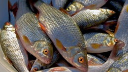 Зачем в Украине бросается вылов рыбы