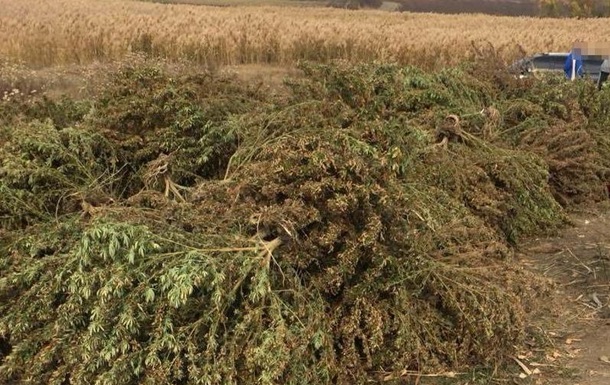 В Запорожской области у хозяина плантации конопли изъяли оружие