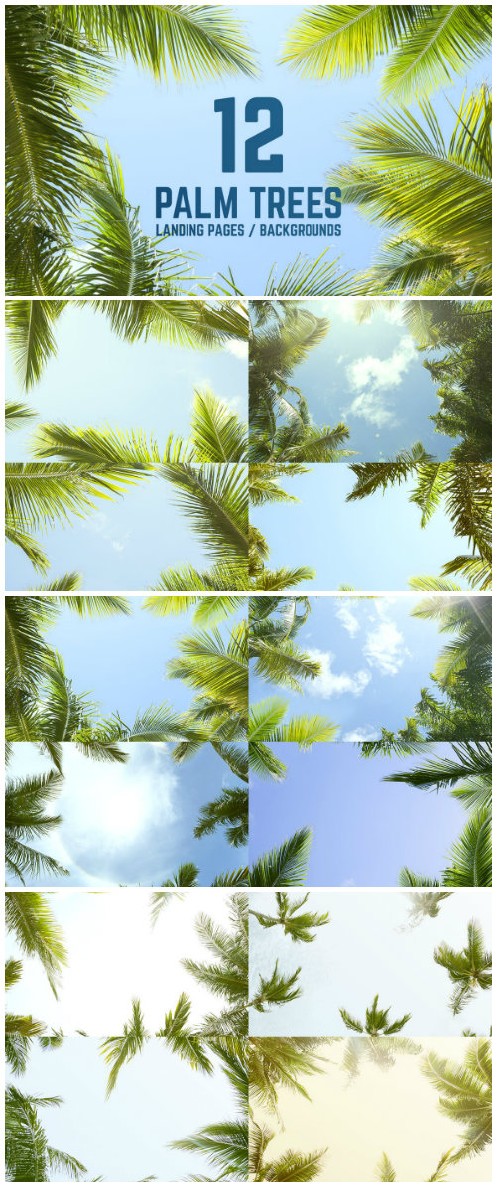 12 Palm Trees Against Blue Sky Backgrounds