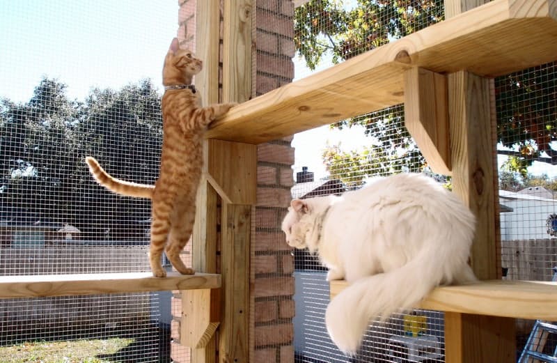 Как выглядит котио, игровая площадка для кошек?