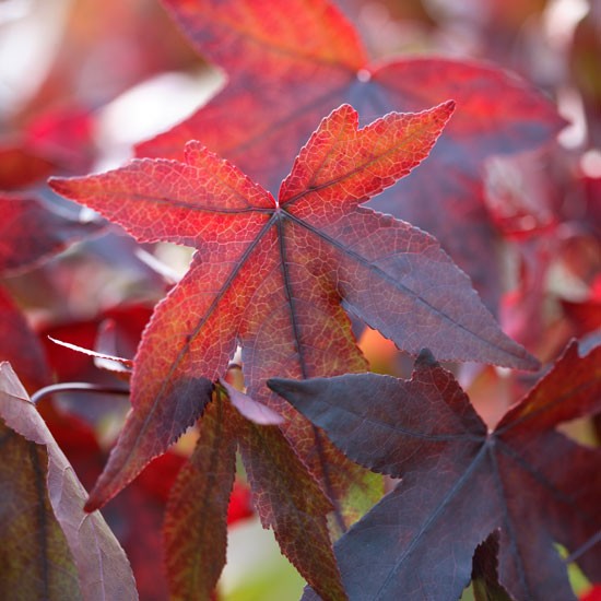Какая красота осеннею порою со мною говорит через пурпурный лист: буйство огненных красок осени