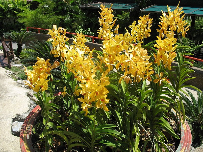 Мир изысканных цветов в orchid #038; hibiscus gardens