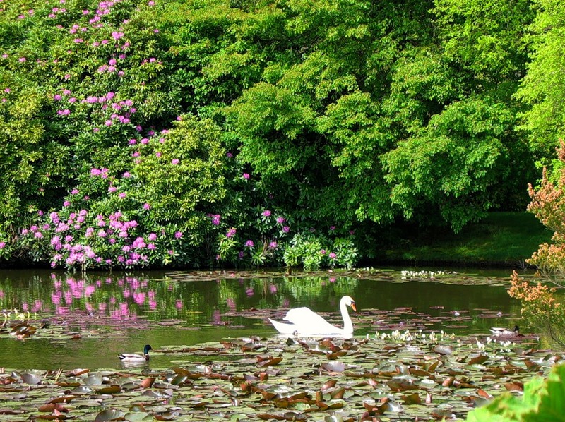 Мощные деревья, цветущие кустарники и лебединое озеро: sheffield park в великобритании