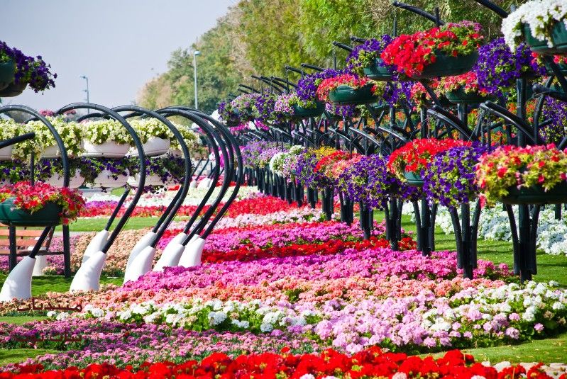 Неповторимый дизайн цветочного парка al ain paradise garden в объединённых арабских эмиратах