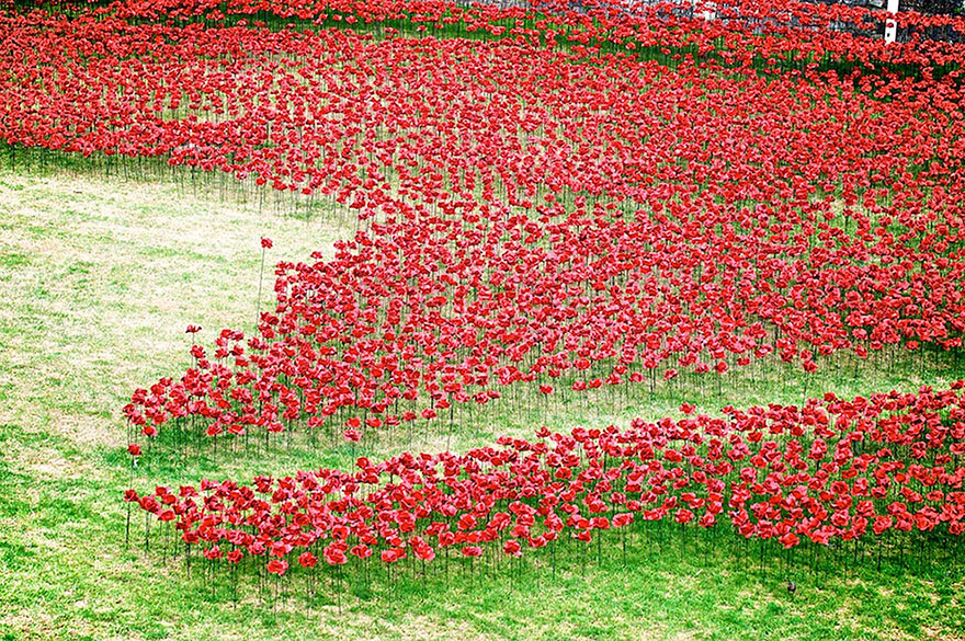 Море красных маков в тауэре в память о жертвах войны — незабываемое зрелище из простых пластиковых цветов