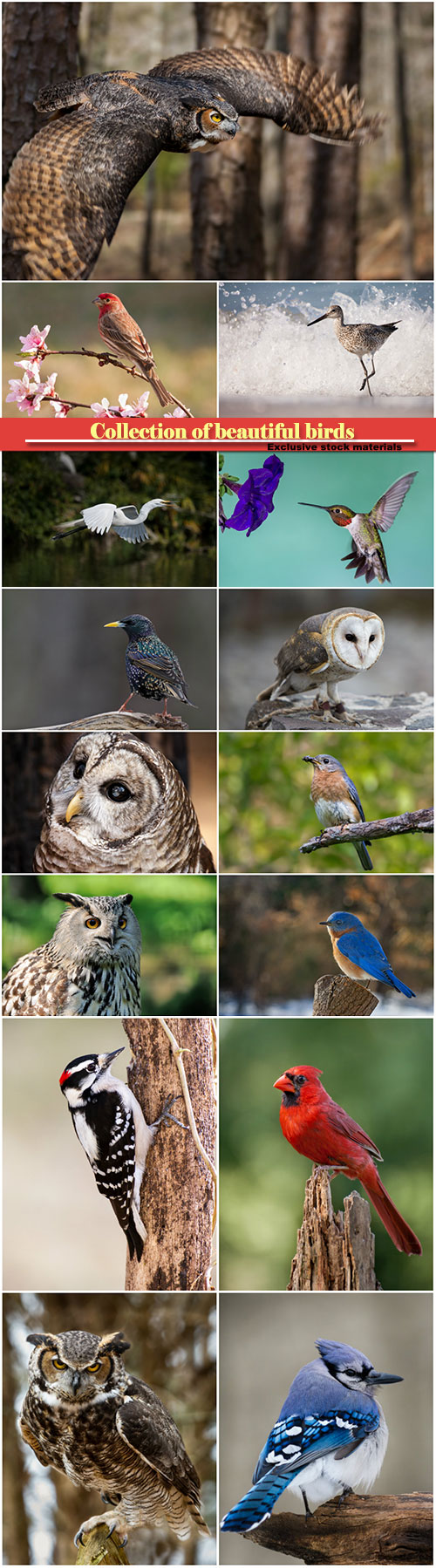 Collection of beautiful birds